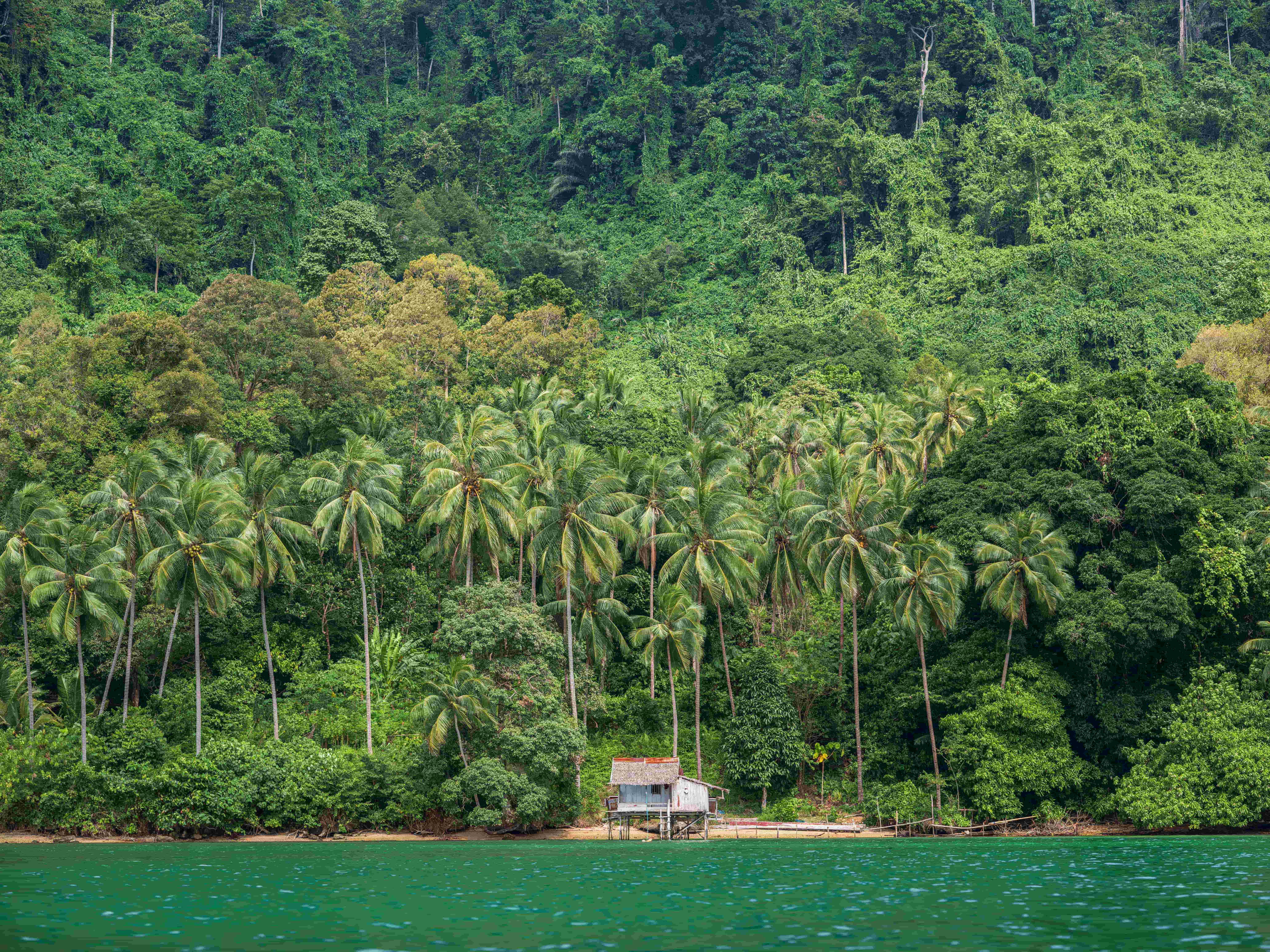 Lush tropical landscape with tall palm trees rising along a coastline with a small shack on stilts standing by the water.