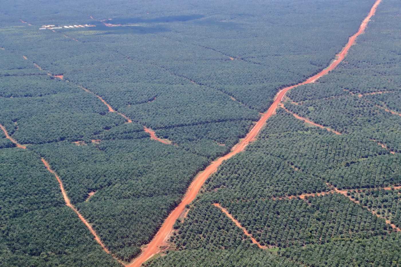 Sebuah jalan yang memotong salah satu kawasan perkebunan sawit milik Korindo Group di Papua.