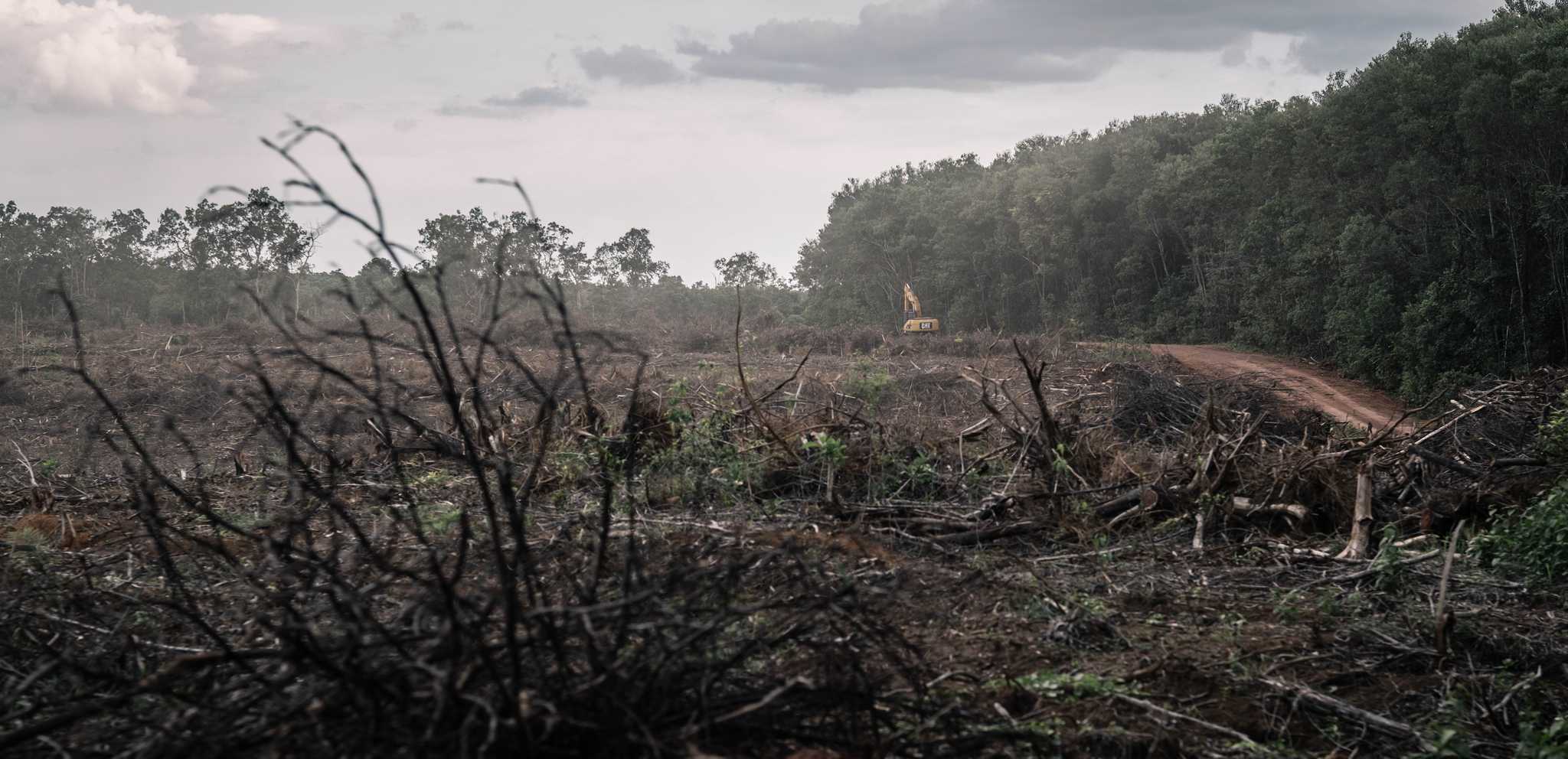 Pembangunan perkebunan HTI Medco berujung hutan-hutan menjadi gundul.