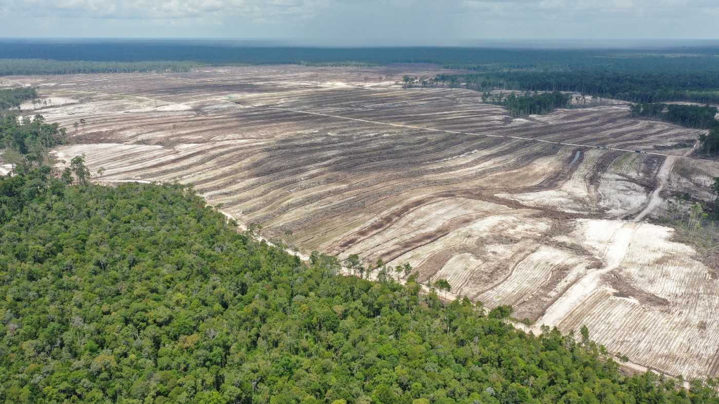 Sampai bulan Agustus 2021, Kementerian Pertahanan telah membabat ratusan hektar hutan hujan di Kabupaten Gunung Mas, Kalimantan Tengah.