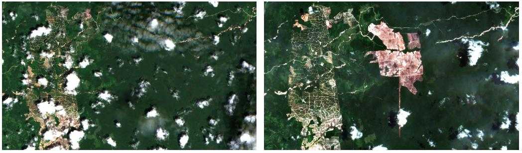Citra satelit lokasi perkebunan singkong pada November 2020 (kiri) dan April 2021 (kanan). Saat itu, lebih dari 600 hektar hutan telah dibabat. 