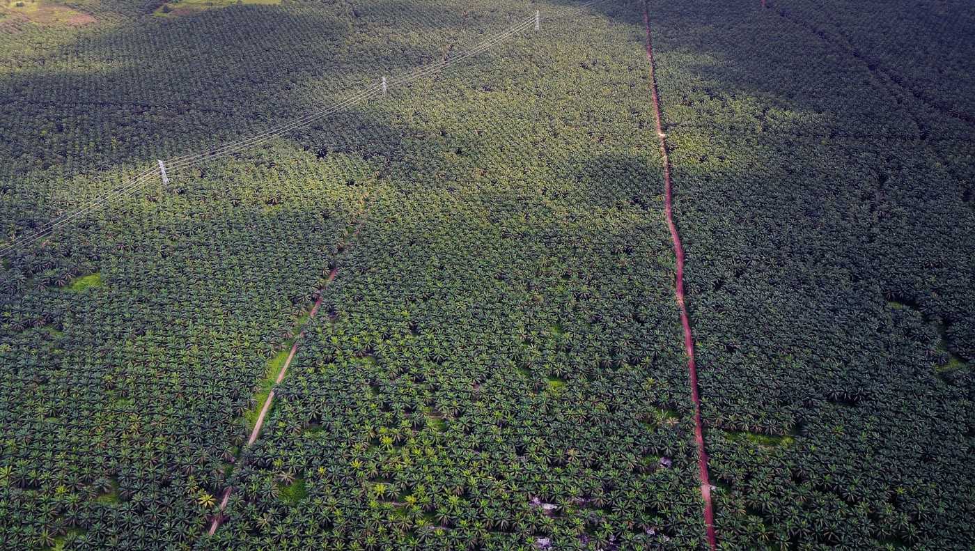 An expanse of oil palm in Seruyan, 2017