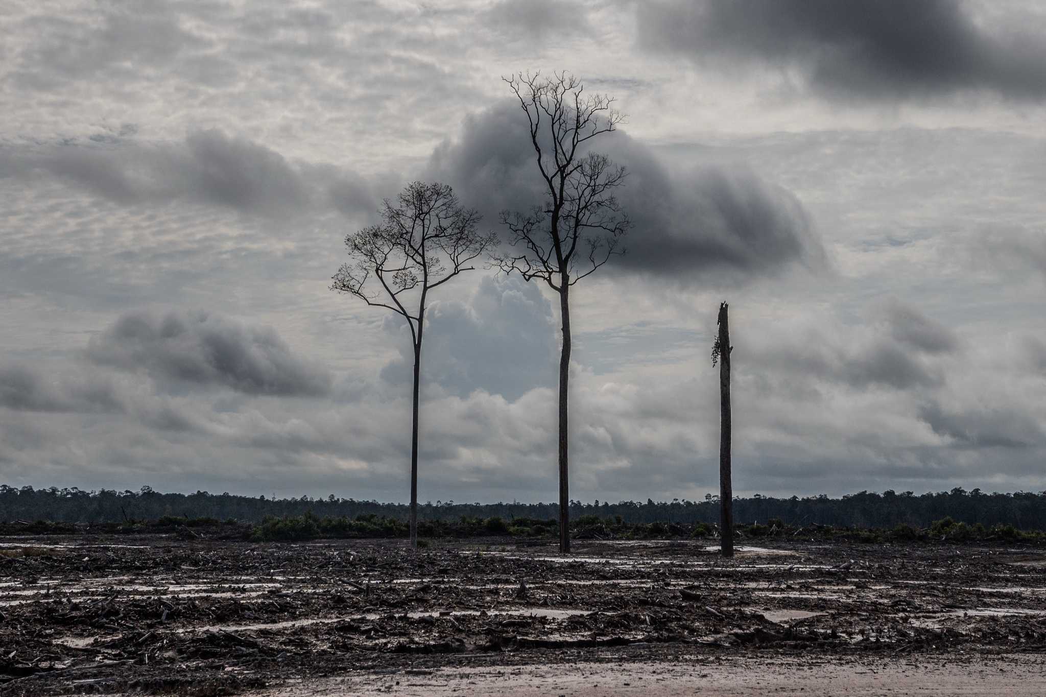 Abandoned land cleared forest at the Food Estate project under the Ministry of Defence in Gunung Mas, Central Kalimantan on 10 November 2022. © Jurnasyanto Sukarno / Greenpeace