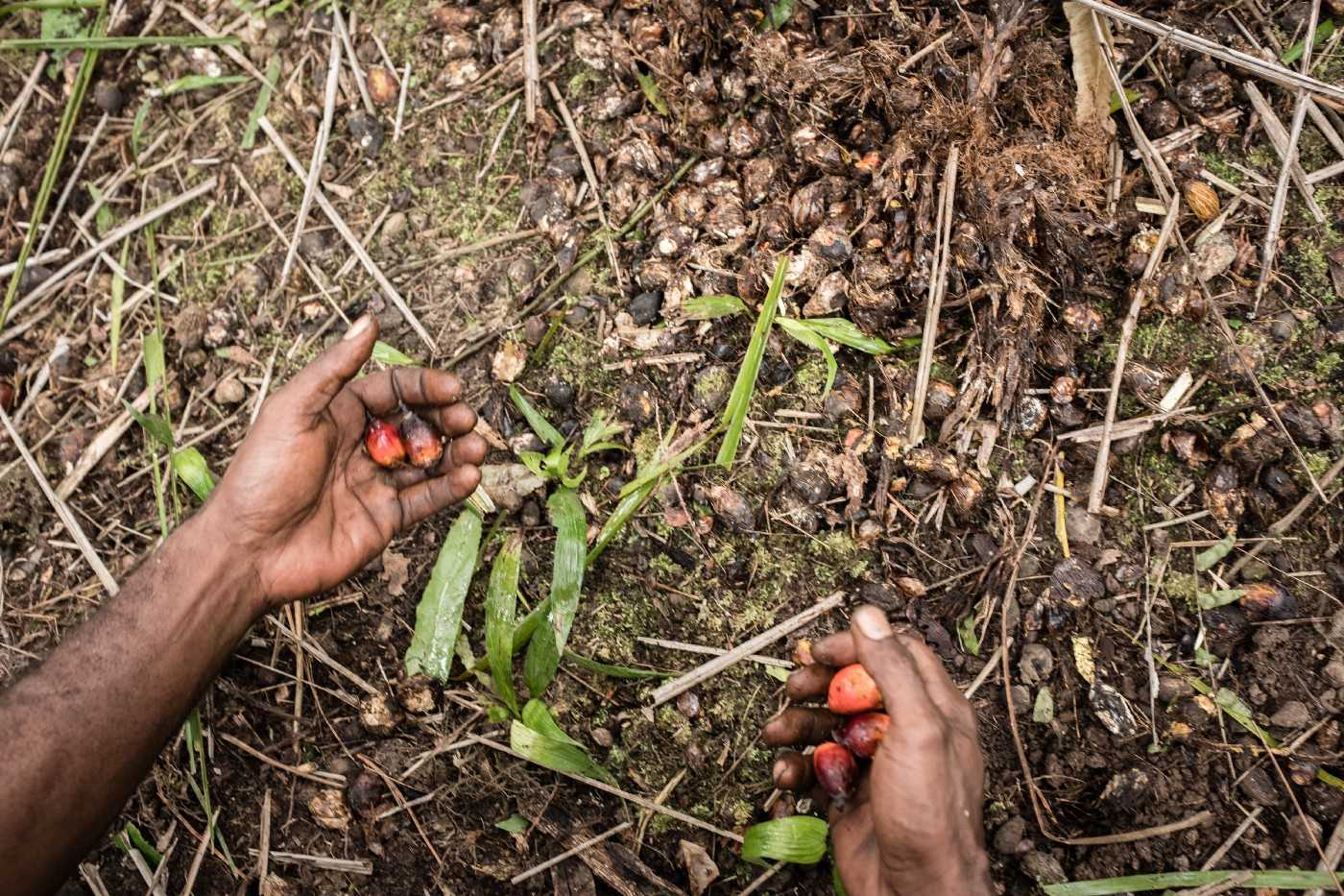 A Papuan collects oil palm fruitlets that have been separated from the main bunch in Kampung Naga, Boven Digoel district.