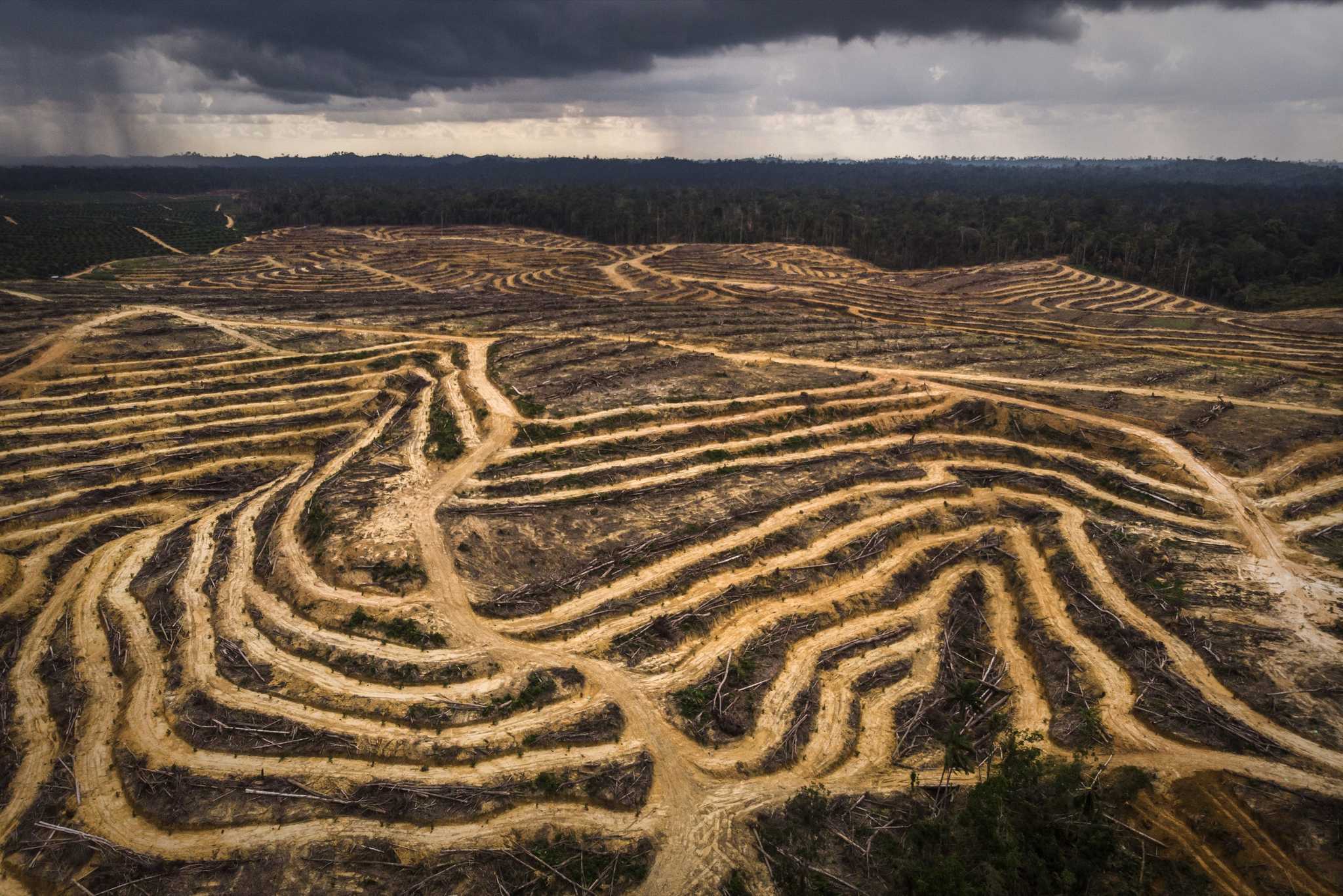 Land in East Kalimantan stripped bare to plant oil palms. 