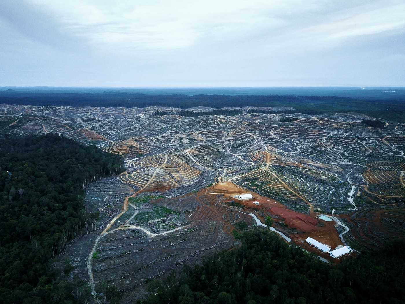 Deforestation in Gunung Mas district, in a concession issued to a palm oil company by a corrupt politician