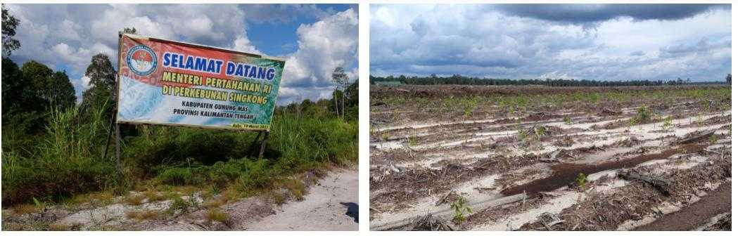 Spanduk selamat datang di lahan *food estate* berlogo Kementerian Pertahanan (kiri), dan tanaman singkong berukuran kecil pada Agustus 2021 (kanan). 