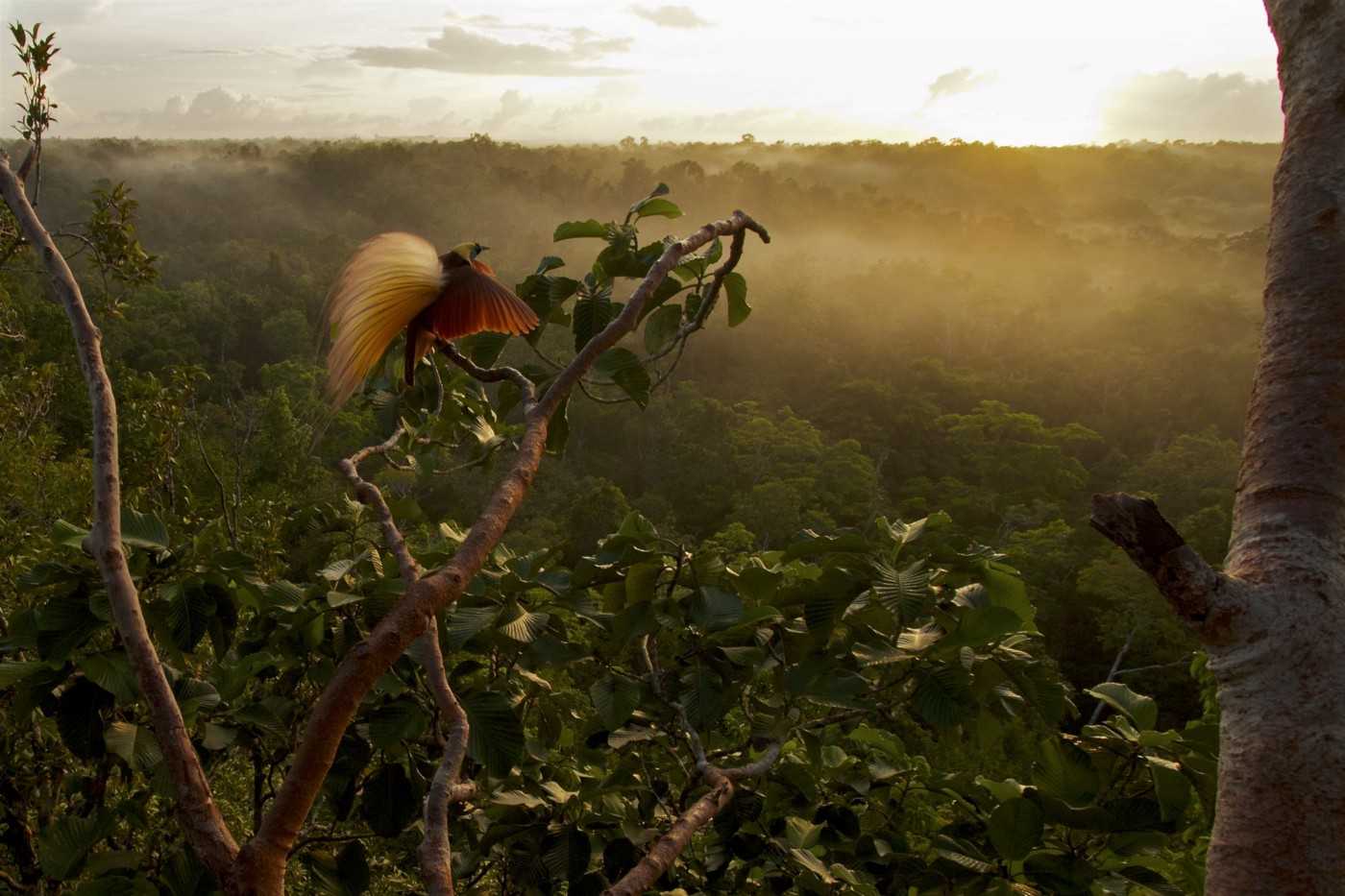 This photo by Tim Laman became an iconic image of the Save Aru campaign. He captured the image as part of his work in the Aru Islands with Cornell Lab of Ornithology Scientist Edwin Scholes and their [Birds-of-Paradise Project](http://www.birdsofparadiseproject.org/).