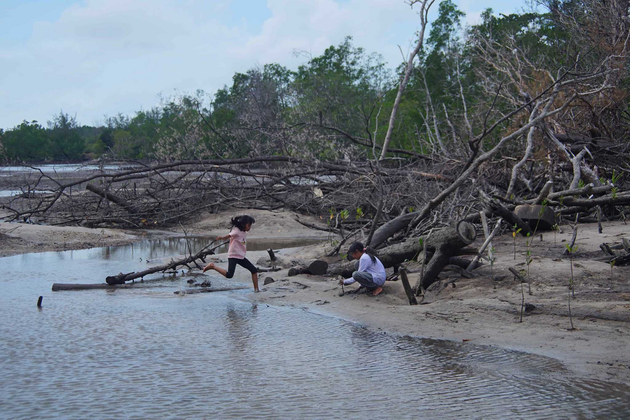 A young girl plants a mangrove seedling into sand by the waterline