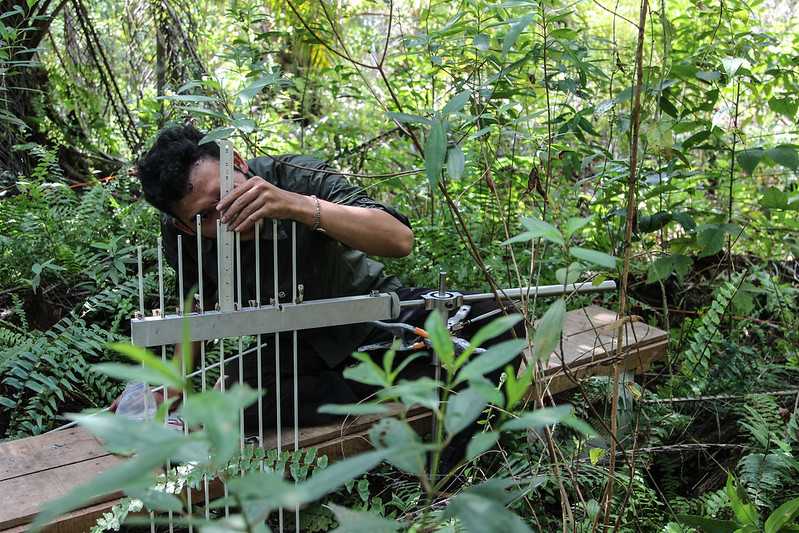 Seorang peneliti mengukur elevasi lahan gambut di area kebun sawit, Riau. 