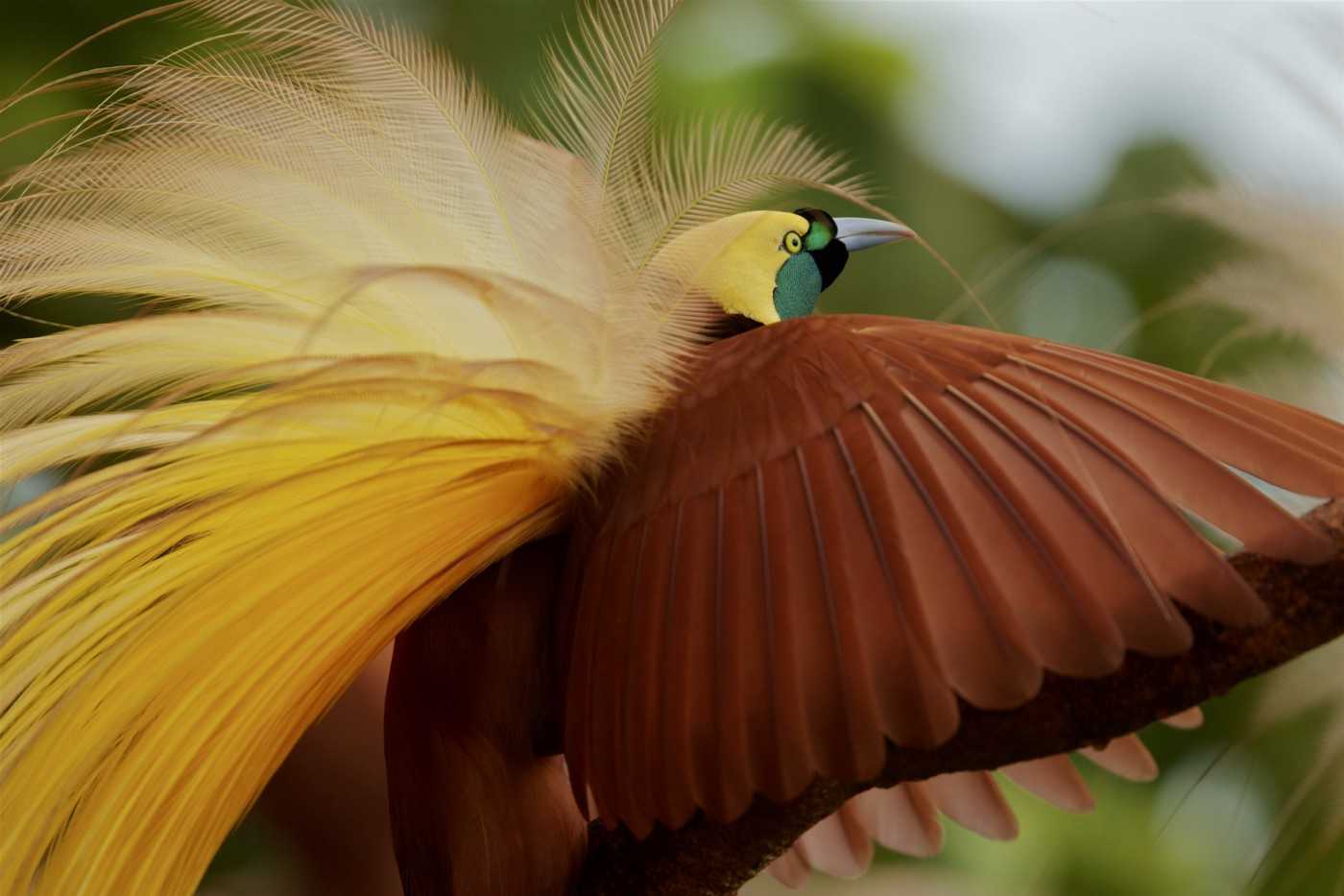 A Bird-of-Paradise captured by Tim Laman as part of his work in the Aru Islands with Cornell Lab of Ornithology Scientist Edwin Scholes and their Birds-of-Paradise Project.*