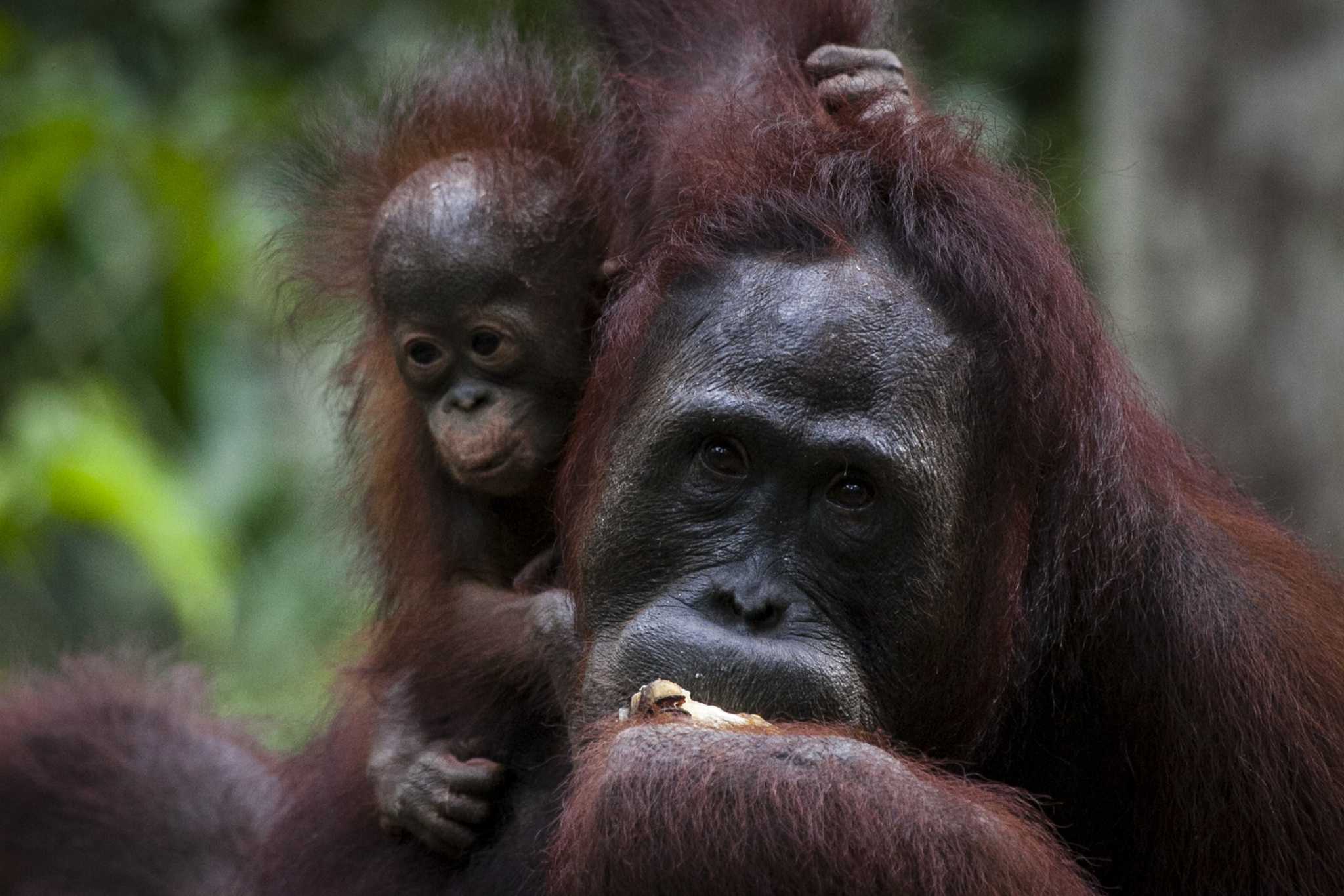 Orangutans at a feeding station in Central Kalimantan province. By Ulet Ifansasti / Greenpeace.