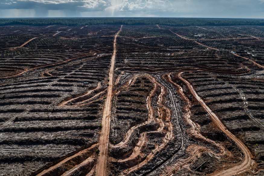 Deforestatsi di Proyek Tanah Merah, 2018.