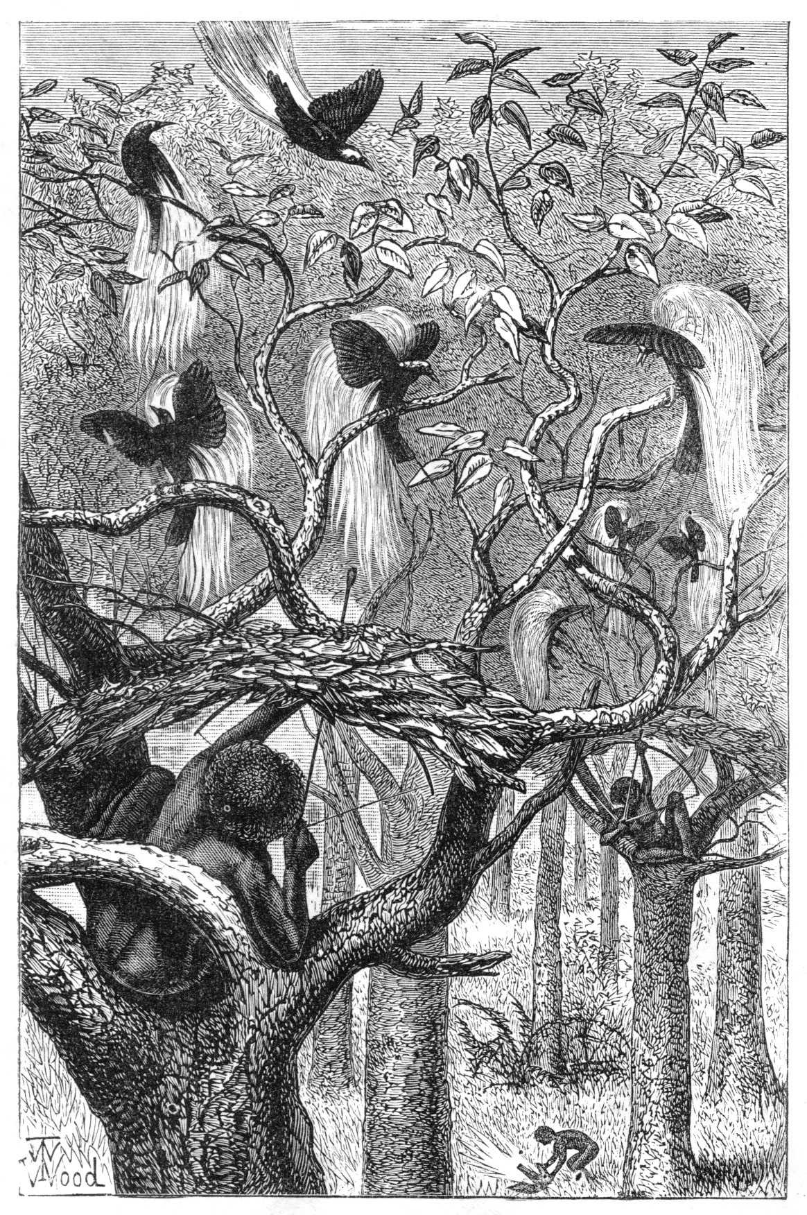   This drawing, by natural-history illustrator Thomas Wood, appeared in Wallace’s 1869 magnum opus, “The Malay Archipelago.” It was titled “Natives of Aru shooting the great bird of paradise.”