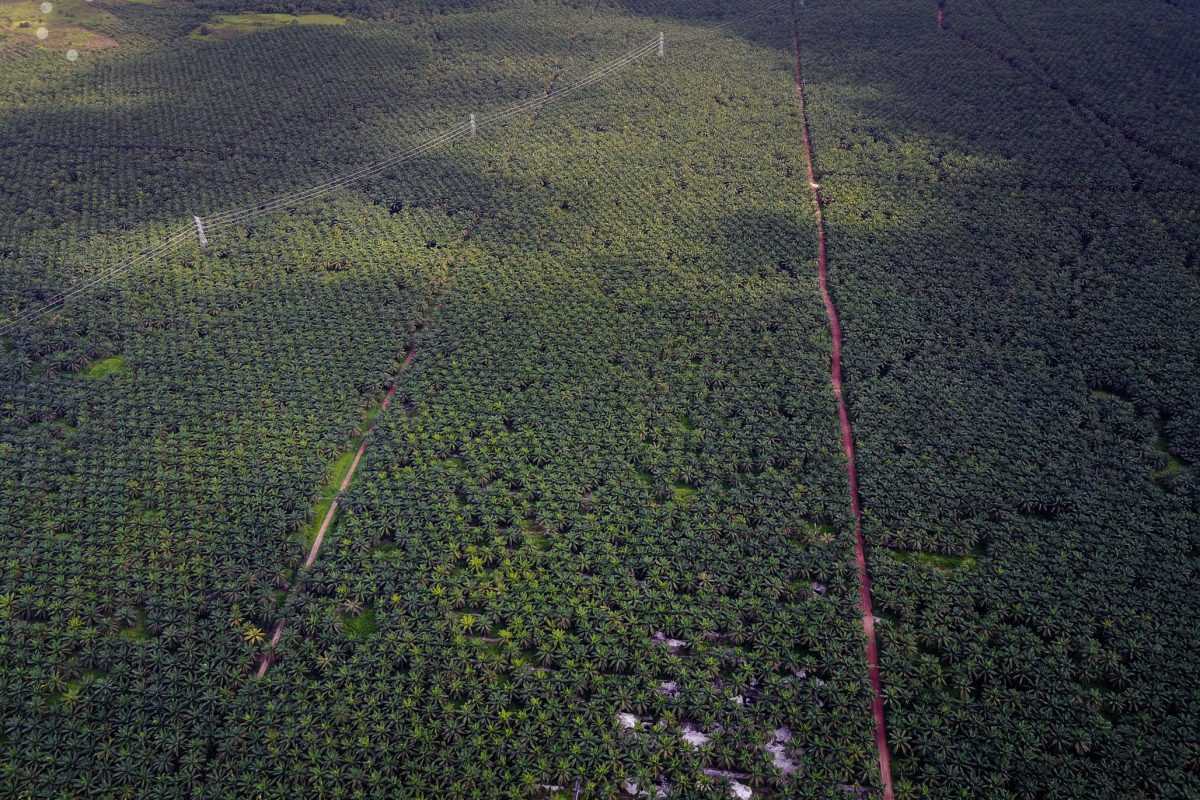 A corporate oil palm estate in Indonesian Borneo. 