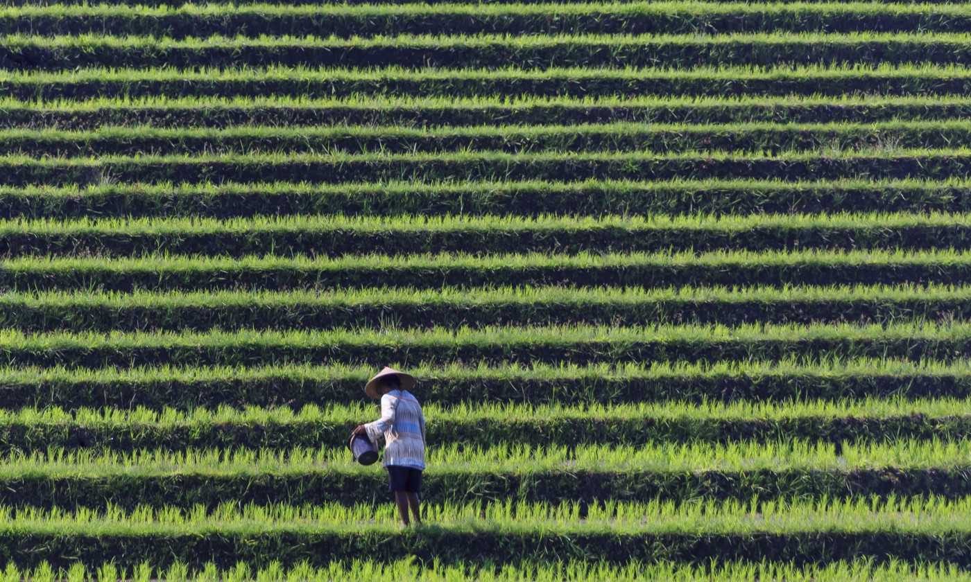 A farmer in Bali tends to his rice paddy in 2015. 