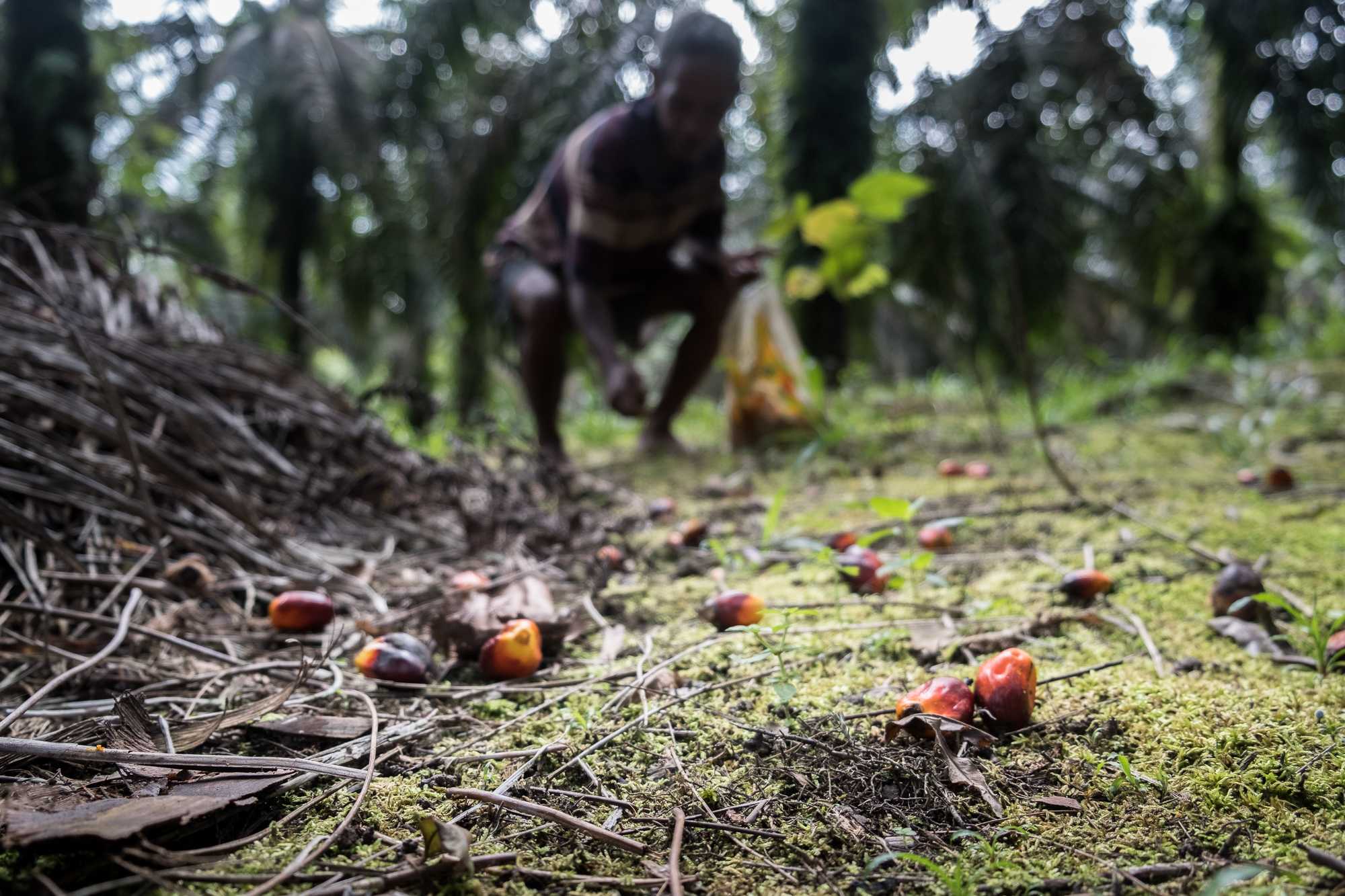 Cilin, a Suku Anak Dalam elder from Tebing Tinggi, gathers up oil palm fruitlets to sell. 