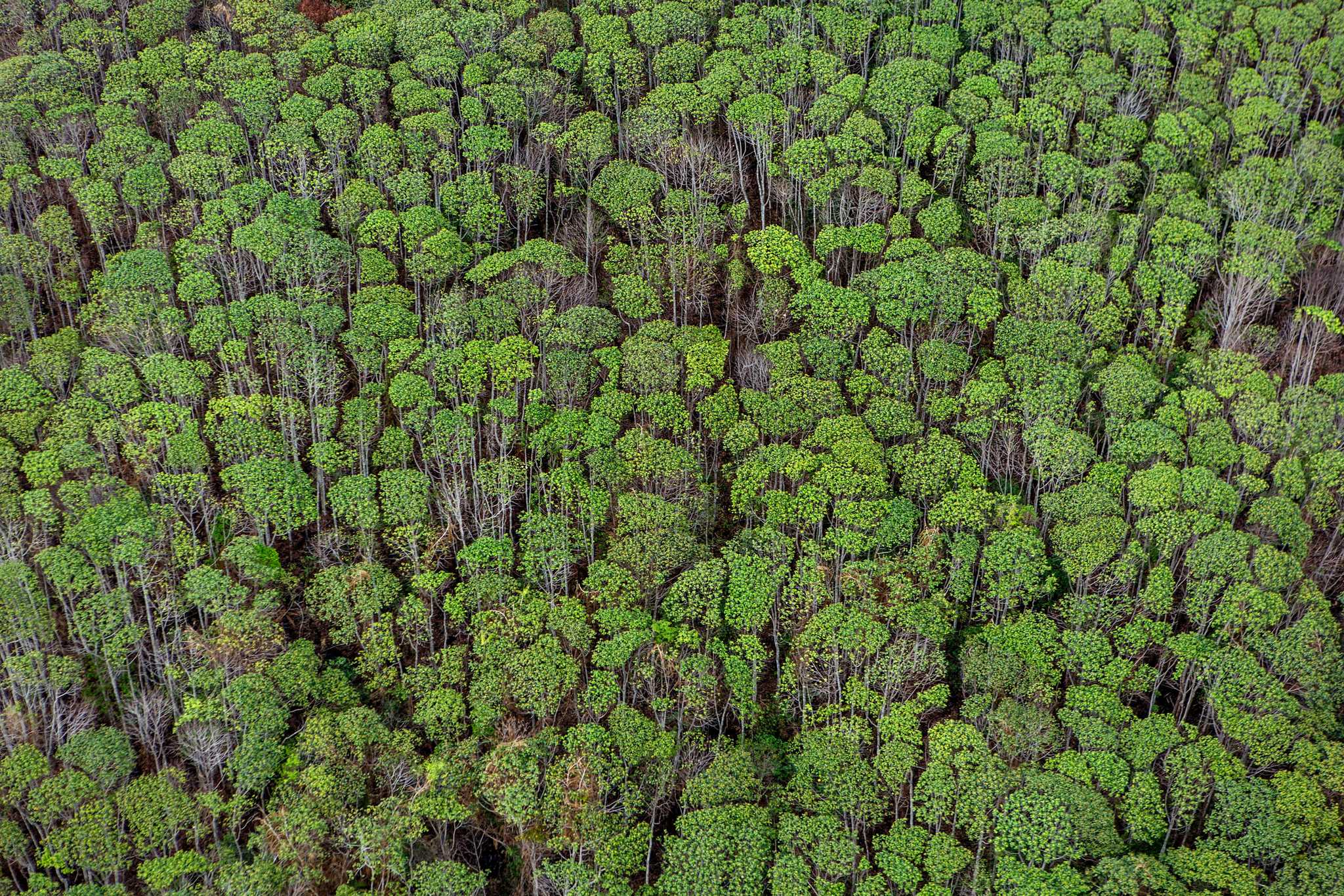 Tajuk hutan lahan gambut di perbatasan Taman Nasional Sebangau di Kabupaten Katingan, Kalimantan Tengah. 