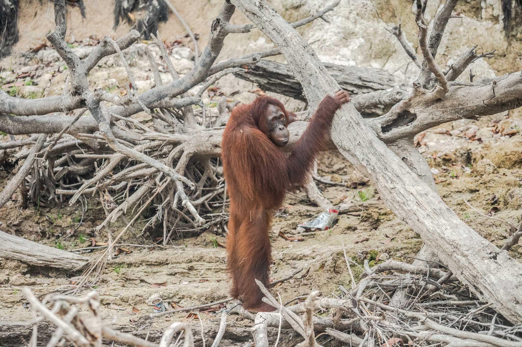 An orangutan in Salat Island, Central Kalimantan.