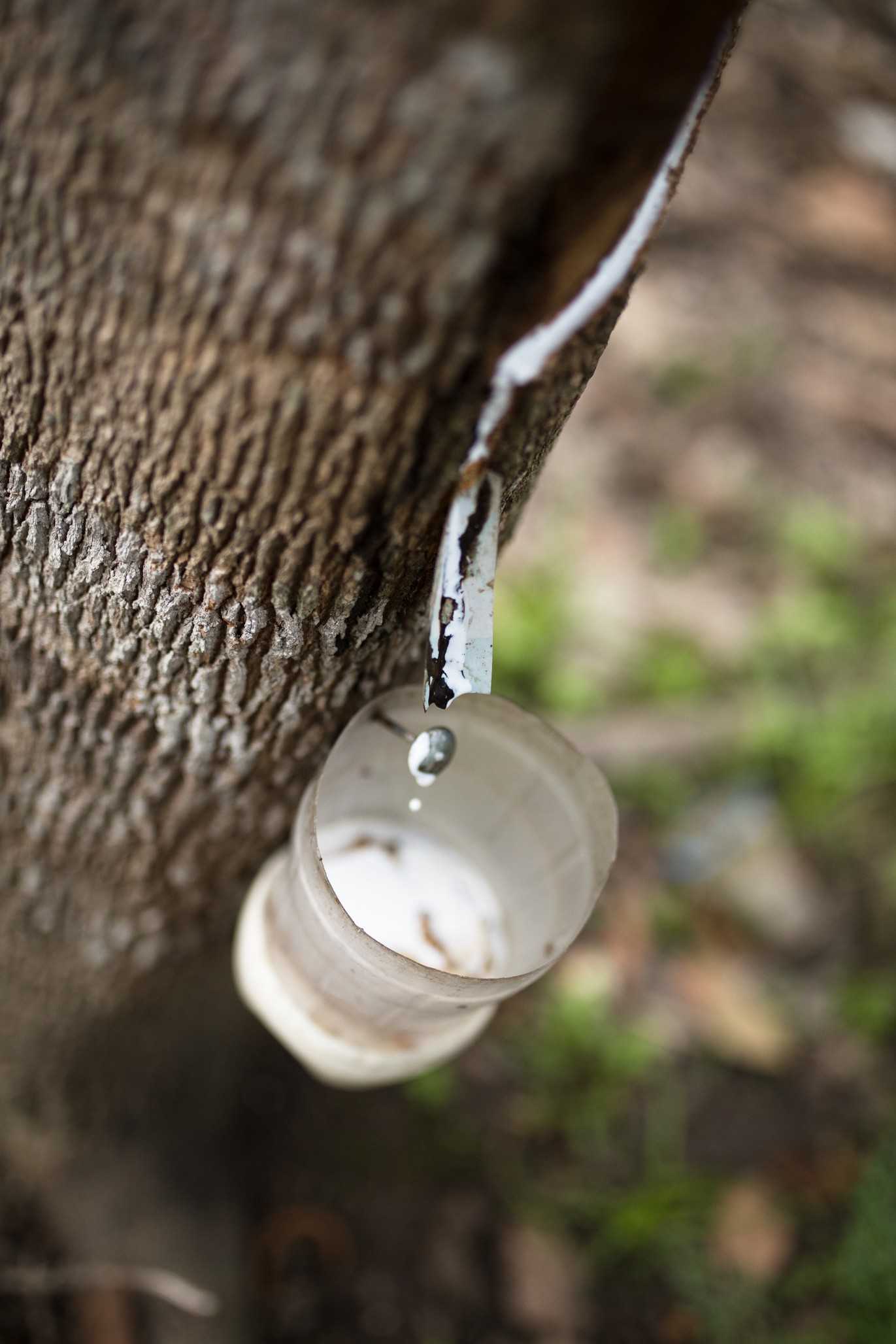 A cup attached to a rubber tree collects latex in Gunung Mas. Tapping rubber is an important source of income for the people of the district