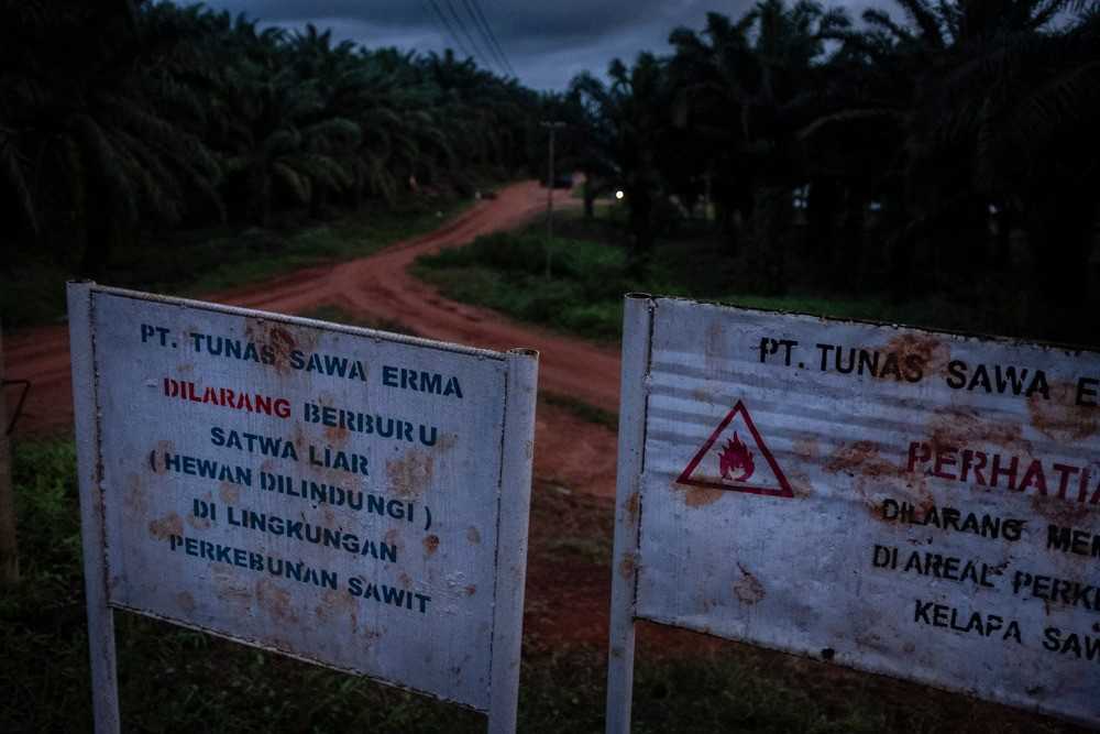 .  A sign in one of Korindo’s oil palm concessions in southern Papua prohibiting hunting of animals. 