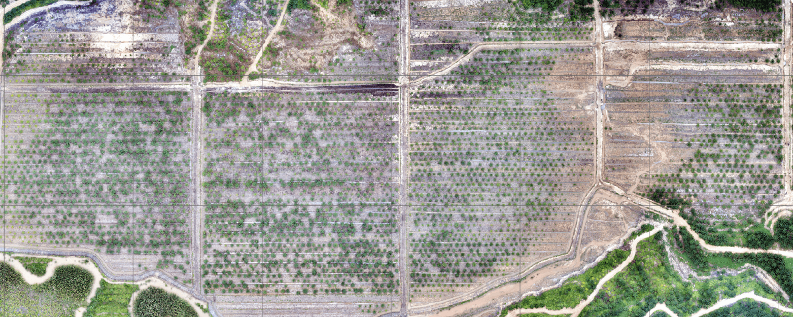 A drone image of PT Sanggam Kahuripan Indonesia’s plasma plantation in 2017. Photo: Sawit Watch. 