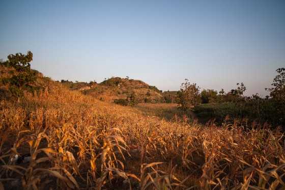 Cornfields in Rembang. The karst provides water that irrigates farmland. By Leo Plunkett for The Gecko Project/Mongabay.
