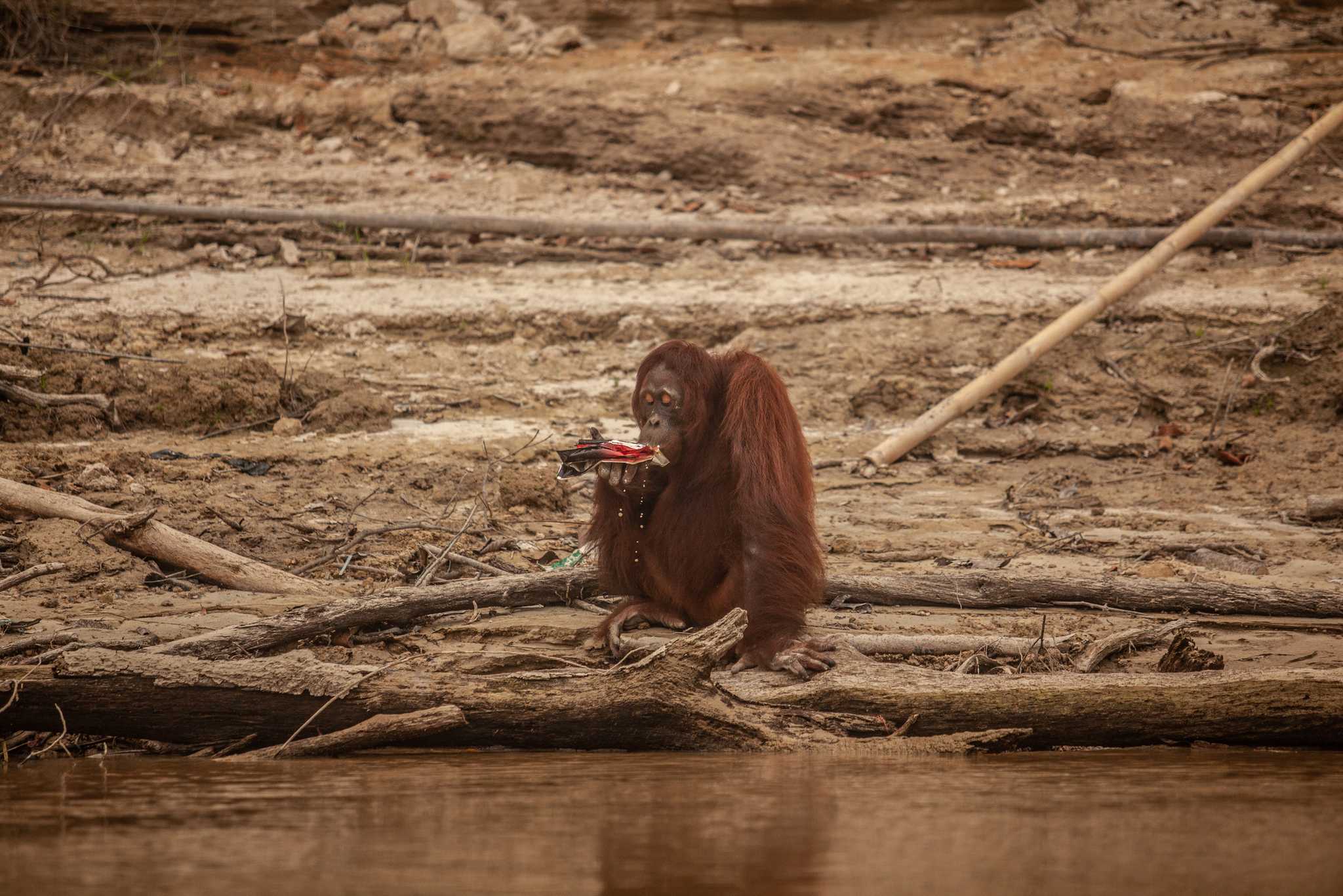 An orangutan drinks water using a plastic sachet in Salat Island in Central Kalimantan.