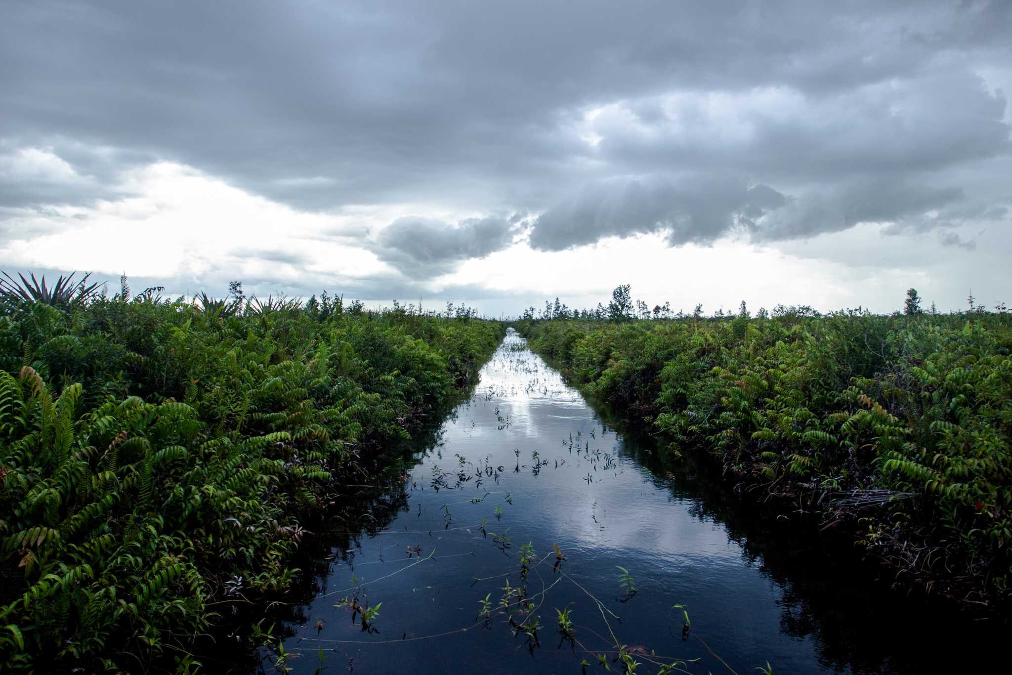 Sebuah kanal di perkebunan kelapa sawit di wilayah gambut di Sungai Putri, Kalimantan Barat. 