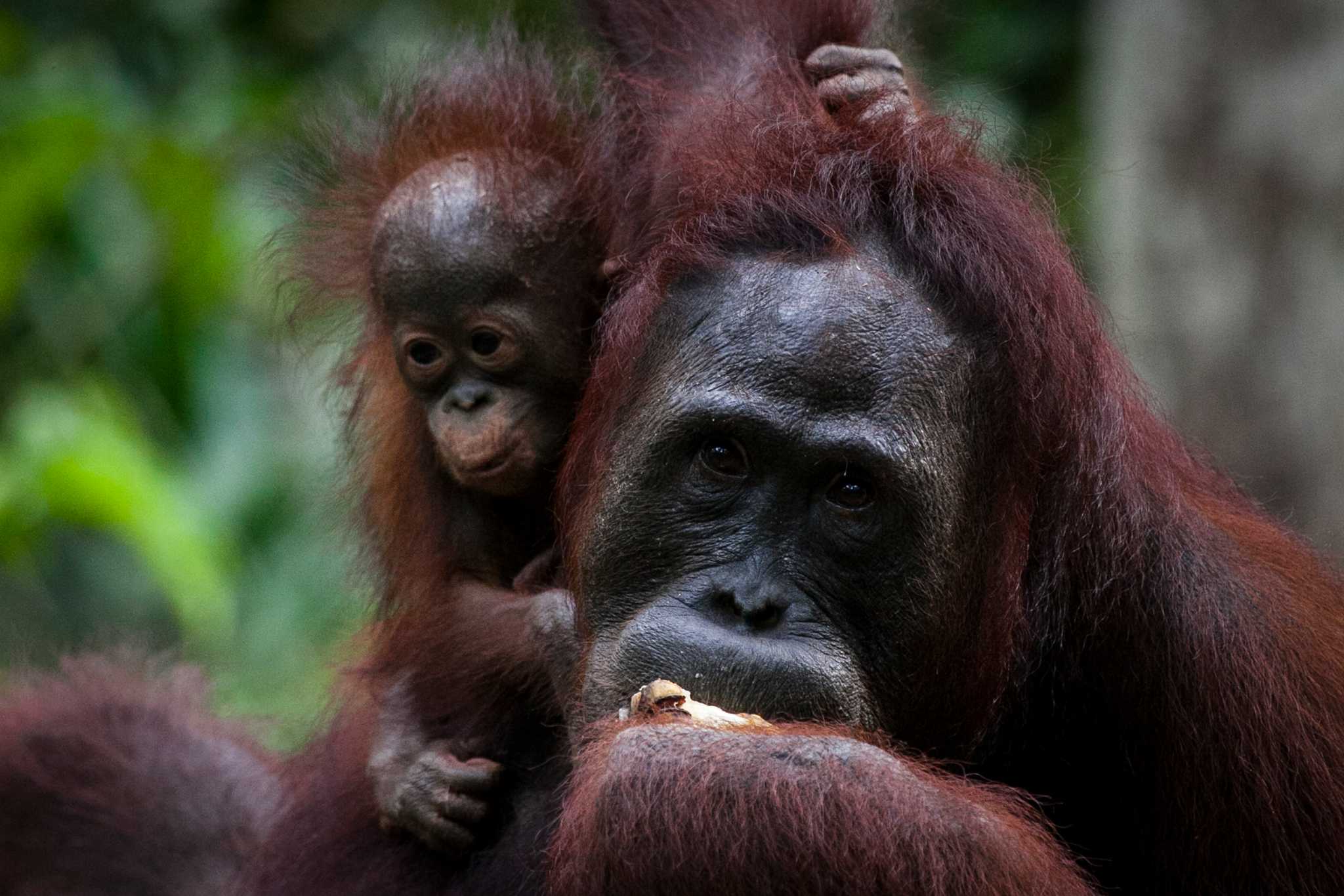 Orangutans at a feeding station in Central Kalimantan province. By Ulet Ifansasti / Greenpeace.