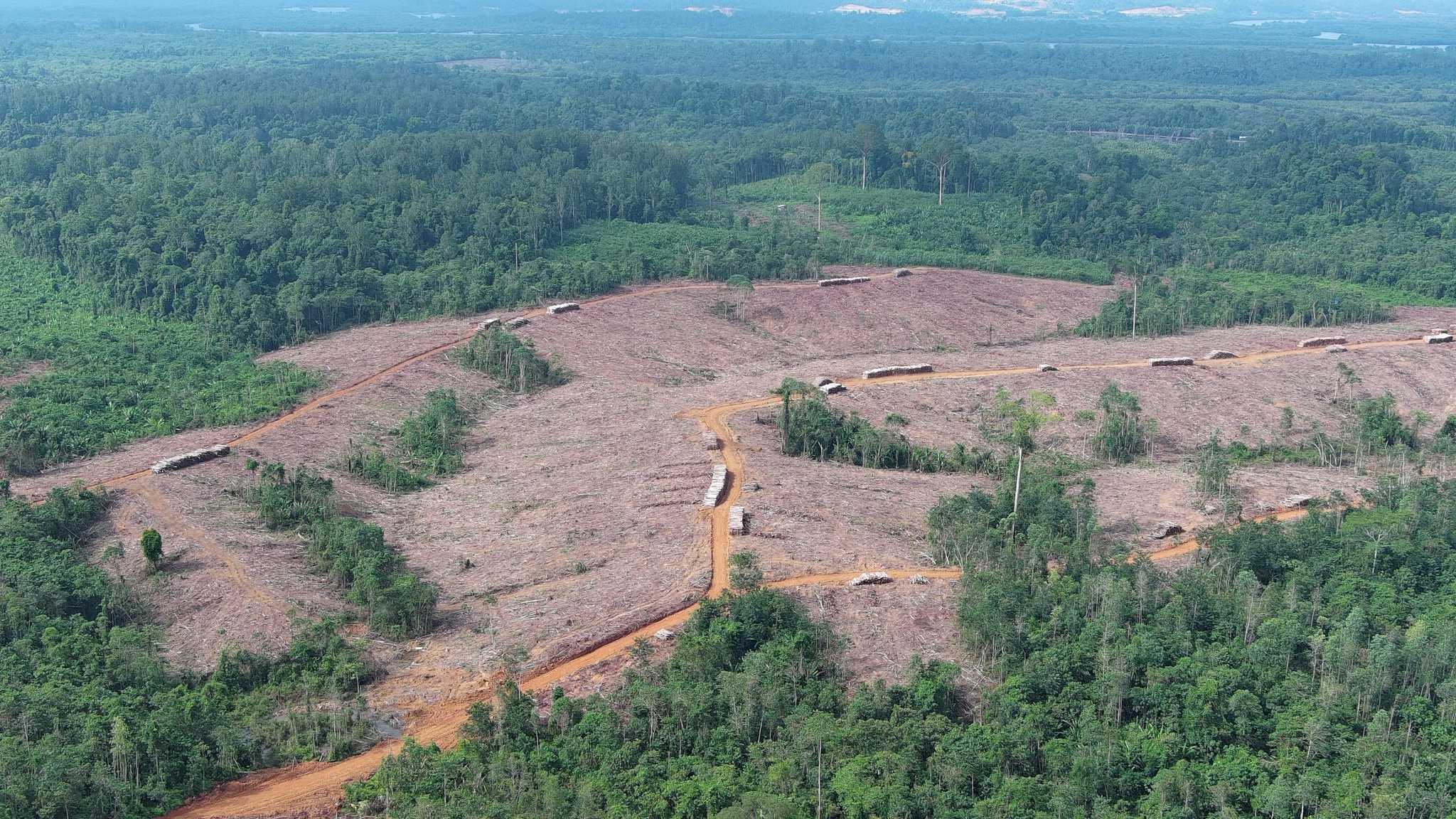 Timber harvesting in Tanjung Redeb Hutani's concession, in August 2024. By The Gecko Project.