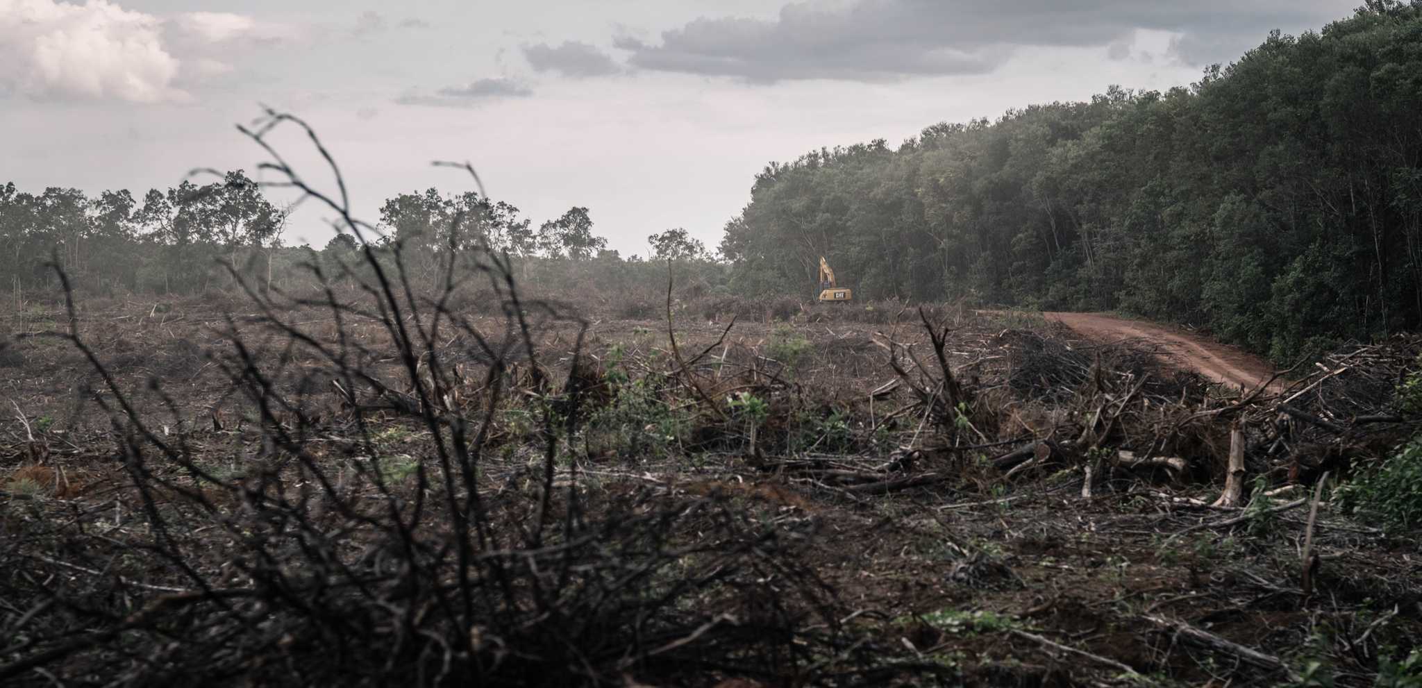 Photo of a barren landscape where a forest once stood.