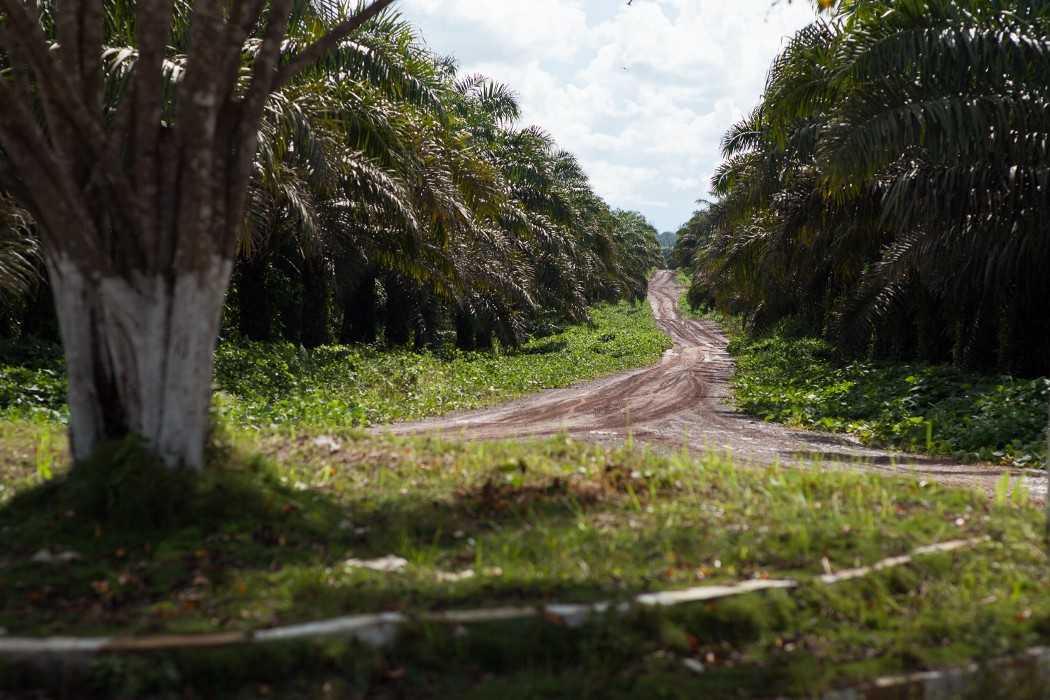 Oil palm on the PT BEST concession that cut into Tanjung Puting National Park, 2017.